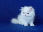 Snezhana - Persian Cat For Sale - Yucca Valley, CA, US