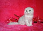 Denchik chinchilla color Scottish fold kitten - Scottish Fold Cat For Sale - Hollywood, FL, US