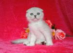 Daniel chinchilla color Scottish fold - Scottish Fold Cat For Sale - Hollywood, FL, US