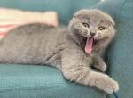 Semi Scottish fold male kitten - Scottish Fold Cat For Sale - Hollywood, FL, US