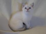 Cesar British kitten with blue eyes - British Shorthair Cat For Sale - Miami, FL, US