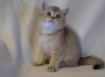 C Wellington golden chinchilla British shorthair - British Shorthair Cat For Sale - Miami, FL, US