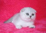 Alisa chinchilla color Scottish fold - Scottish Fold Cat For Sale - Hollywood, FL, US