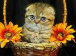 Stitch Scottish fold tiger color - Scottish Fold Cat For Sale - Hollywood, FL, US