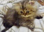 Adorable CFA Registered Female Tabby Persian - Persian Cat For Sale - Perry, FL, US