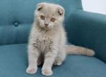 Billy lilac color Scottish fold - Scottish Fold Cat For Sale - Hollywood, FL, US