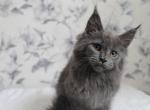 Queen of diamonds blue solid color Maine Coon - Maine Coon Cat For Sale - Hollywood, FL, US