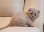 Businka lilac color Scottish fold - Scottish Fold Cat For Sale - Hollywood, FL, US