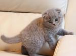 Britany blue color Scottish fold - Scottish Fold Cat For Sale - Hollywood, FL, US