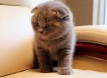 Benji blue color Scottish fold male kitten - Scottish Fold Cat For Sale - Hollywood, FL, US