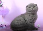 Kay blue color Scottish fold male - Scottish Fold Cat For Sale - Hollywood, FL, US