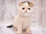 Chehov Scottish fold super cute kitten - Scottish Straight Cat For Sale - Hollywood, FL, US