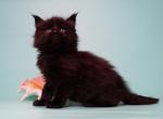 Fobos black color Maine Coon male - Maine Coon Cat For Sale - Hollywood, FL, US