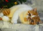 Amanda Exotic shorthair female - Exotic Cat For Sale - Miami, FL, US