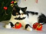 Atos Exotic shorthair male kitten - Exotic Cat For Sale - Miami, FL, US