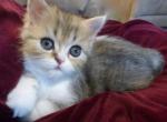 Registered CFA Male Tabby Calico Persian Kitten - Persian Cat For Sale - Perry, FL, US