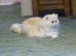 Registered CFA Gorgeous Male Buff Persian - Persian Cat For Sale - Perry, FL, US