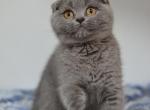 Kiki purebred Scottish fold female kitten - Scottish Fold Cat For Sale - Hollywood, FL, US