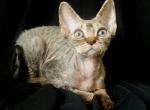 Freya black tiger Devon Rex - Devon Rex Cat For Sale - Miami, FL, US