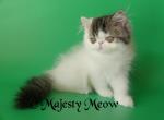 Artamon - Persian Cat For Sale - Yucca Valley, CA, US