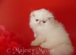 Tiffany - Persian Cat For Sale - Yucca Valley, CA, US