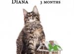 Diana black tiger Maine Coon kitten - Maine Coon Cat For Sale - Hollywood, FL, US