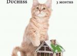 Duchess creamy color Maine Coon kitten - Maine Coon Cat For Sale - Hollywood, FL, US