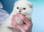 Mimi Scottish fold lilac point female kitten - Scottish Fold Cat For Sale - Hollywood, FL, US