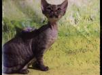 Eberica brown tabby Devon Rex - Devon Rex Cat For Sale - Miami, FL, US