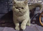 Stefania lilac blue Exotic shorthair kitten - Exotic Cat For Sale - Miami, FL, US