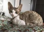 Diva purebred Devon Rex female kitten - Devon Rex Cat For Sale - Miami, FL, US