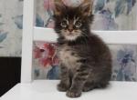 Fantastic black tiger Maine Coon - Maine Coon Cat For Sale - Hollywood, FL, US