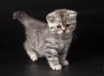 Boni Scottish straight black silver tabby - Scottish Straight Cat For Sale - Hollywood, FL, US