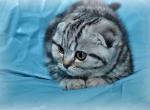 Tanya black marble Scottish fold - Scottish Fold Cat For Sale - Hollywood, FL, US