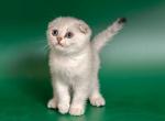 Donatello Scottish fold in chinchilla color - Scottish Fold Cat For Sale - Hollywood, FL, US