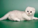 Michelangelo Scottish fold in chinchilla color - Scottish Fold Cat For Sale - Hollywood, FL, US