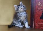 Gudina Maine Coon male kitten - Maine Coon Cat For Sale - Hollywood, FL, US