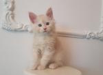 Dio Maine Coon in a red silver color - Maine Coon Cat For Sale - Hollywood, FL, US