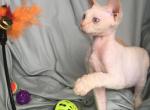 CowboyClaws RedLite - Devon Rex Cat For Sale - Dallas, TX, US