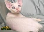 Cowboyclaws LoverBoy - Devon Rex Cat For Sale - Dallas, TX, US