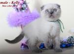 Kelly Scottish fold color point kitten - Scottish Fold Cat For Sale - Hollywood, FL, US