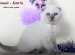 Katrin Scottish fold blue color point female - Scottish Fold Cat For Sale - Hollywood, FL, US