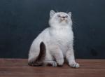 Xury silver shaded British shorthair female - British Shorthair Cat For Sale - Miami, FL, US