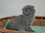 Billy Boy Scottish fold male kitten - Scottish Fold Cat For Sale - Hollywood, FL, US