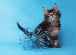 Gunt black tiger Maine Coon kitten - Maine Coon Cat For Sale - Hollywood, FL, US