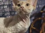 Royal Elf Edic male Devon Rex kitten - Devon Rex Cat For Sale - Miami, FL, US