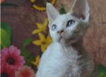 Ula Devon Rex female kitten - Devon Rex Cat For Sale - Miami, FL, US