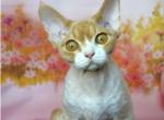 UA Indigo Devon Rex male kitten - Devon Rex Cat For Sale - Miami, FL, US