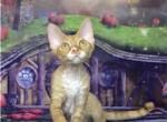 UA Indiana Devon Rex female kitten - Devon Rex Cat For Sale - Miami, FL, US