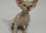 Royal Elf Ernesto Devon Rex male kitten - Devon Rex Cat For Sale - Miami, FL, US